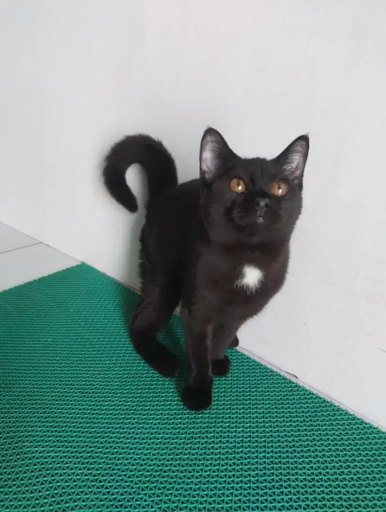 Bsh pure blaksolid betina usia 5bln
