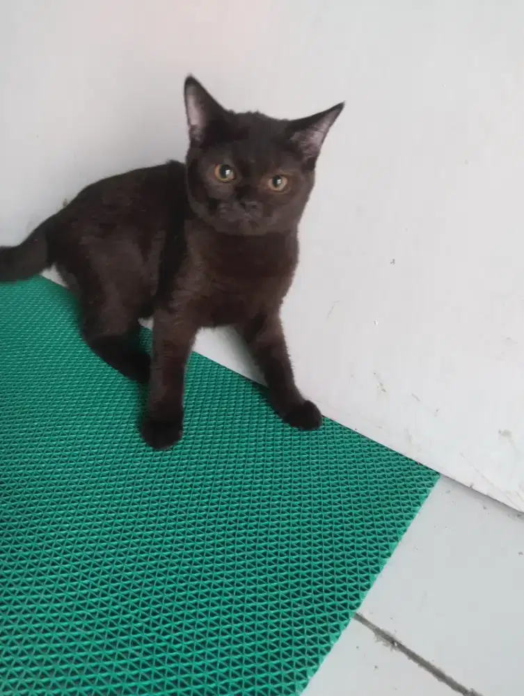 Bsh pure blakcoco betina usia 5bln