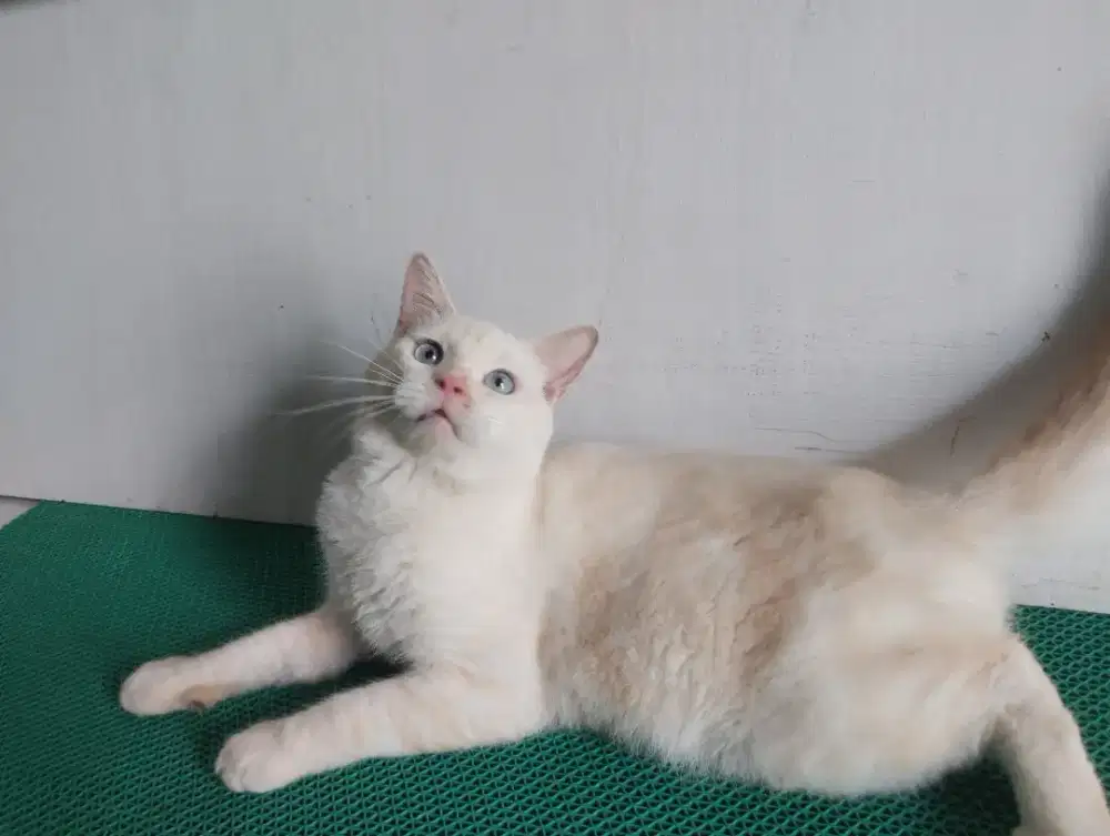 Bsh pure warna redpoint blue eye  jantan usia 1thn