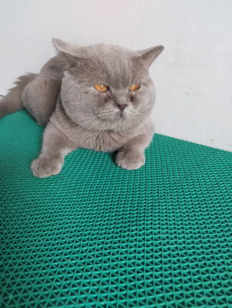 Bsh pure lilac jantan dewasa