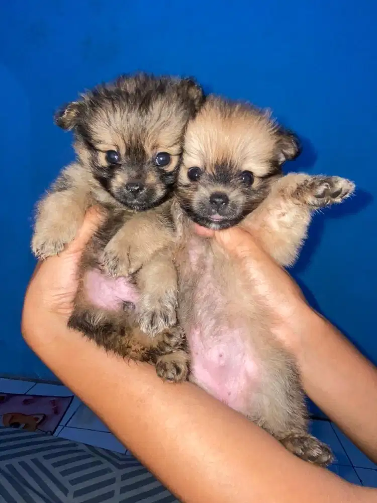 MINIPOM 1,5bln Jantan dan betina