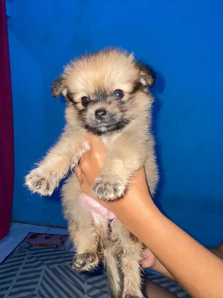 MINIPOM 1,5bln betina