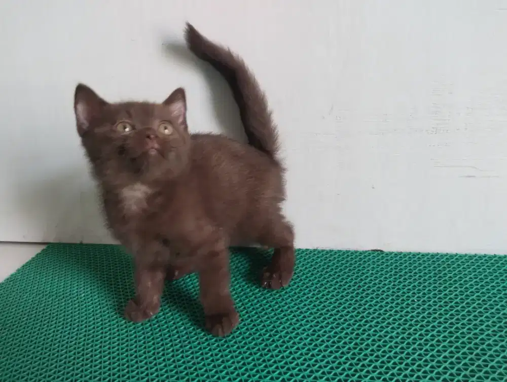 Bsh pure warna choco line cinamon jantan usia 2bln
