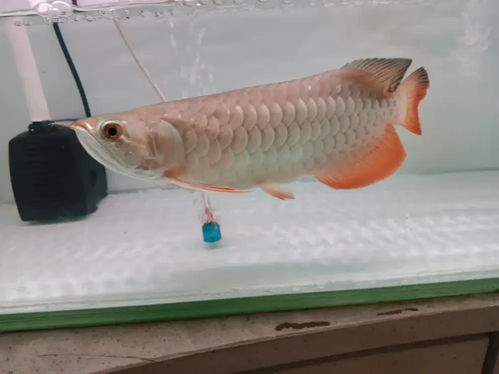 Arwana golden red