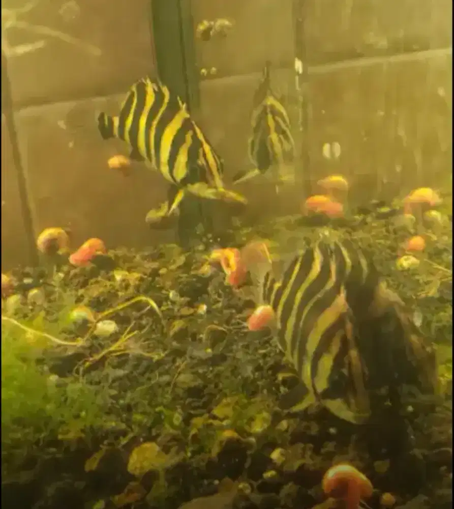 Ikan datz borneo