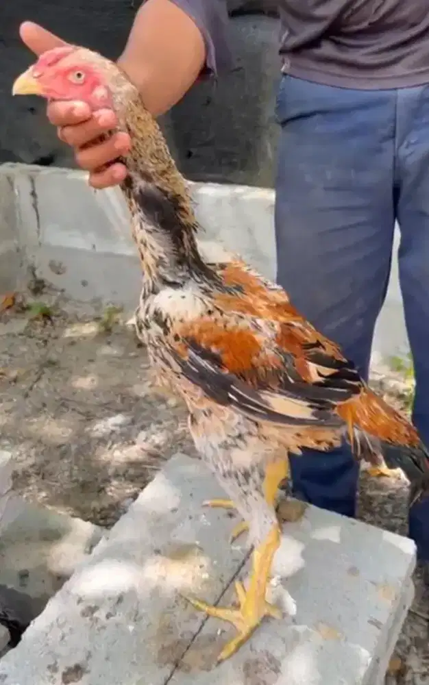 Shamo eropa tricolour ayam super mewah