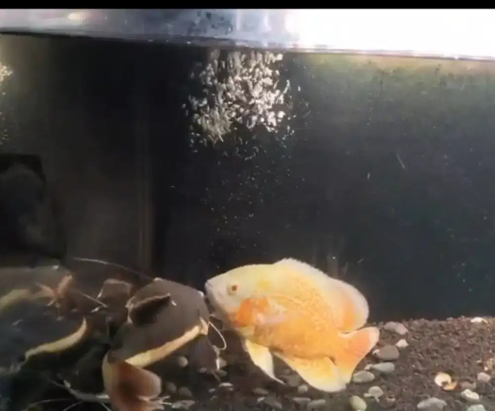 Ikan oscar 2 ekor albino dan tiger