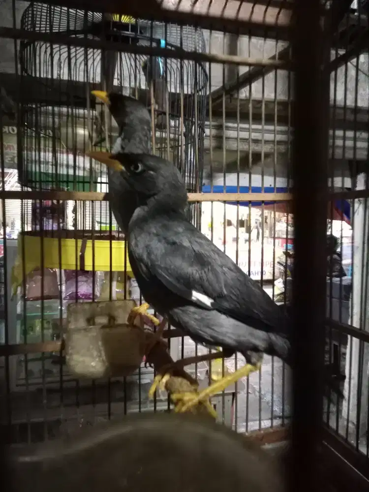 Burung jalak hitam