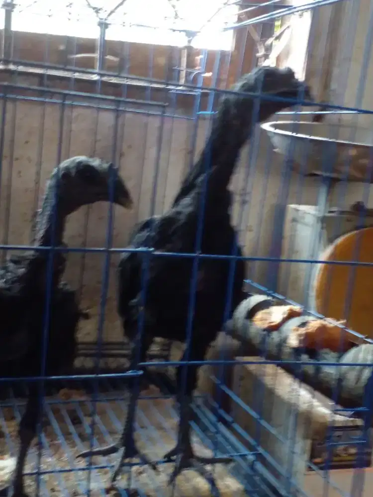 Ayam dara cemani