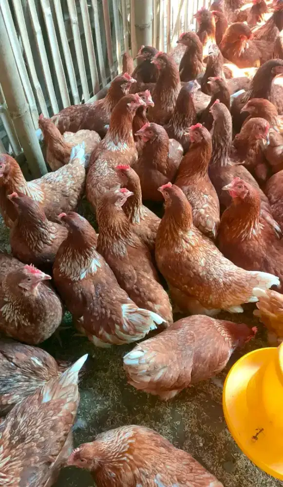 Ayam petelur siap produksi