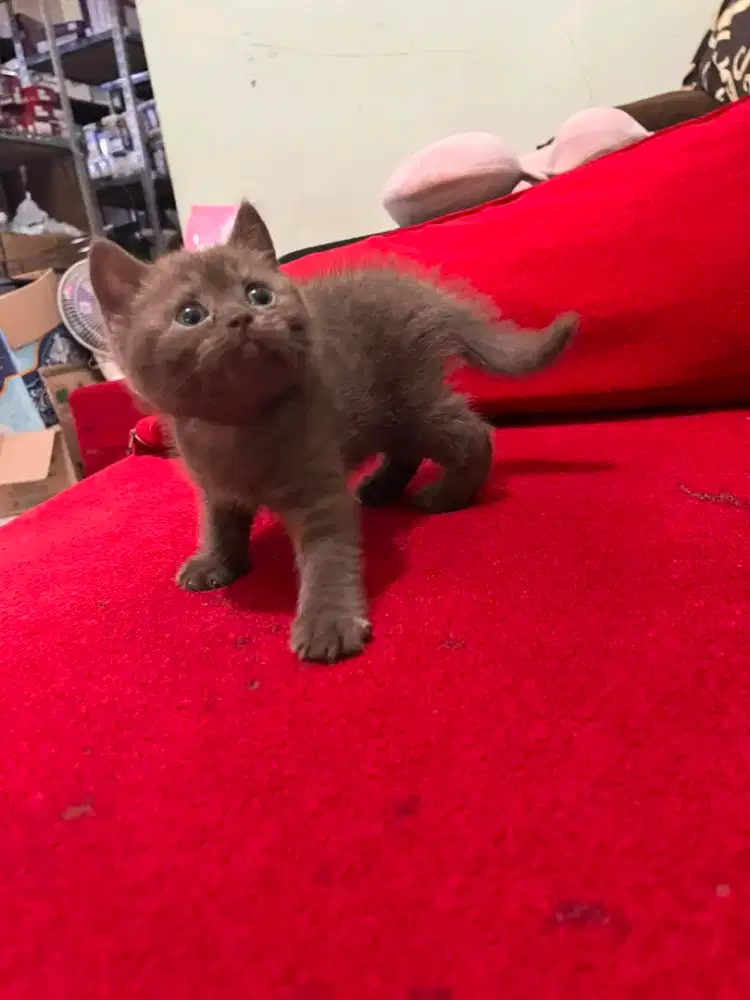 KUCING ANAK KUCING KITTEN OPEN BOOKING BSH BRITISH SHORTHAIR CHOCO