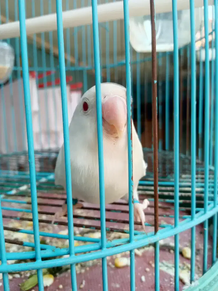 Albino MM betina dewasa