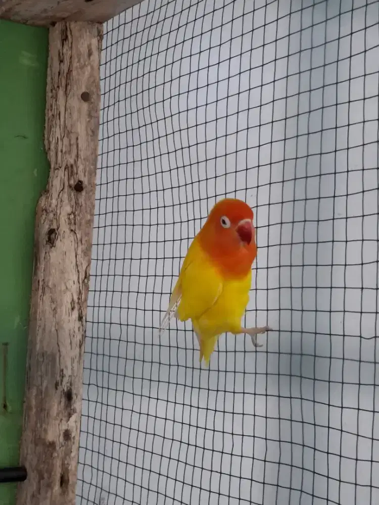 LOVEBIRD LUTINO MATA MERAH BETINA