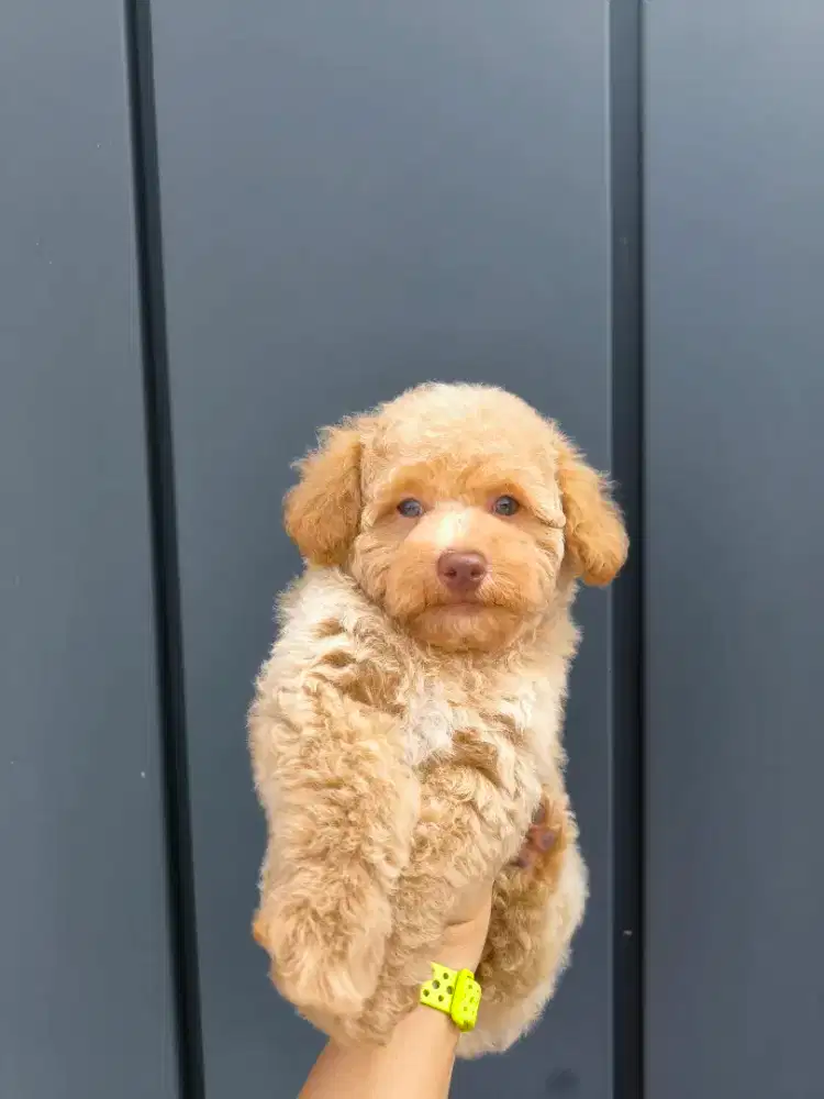 Poodle jantan red nose