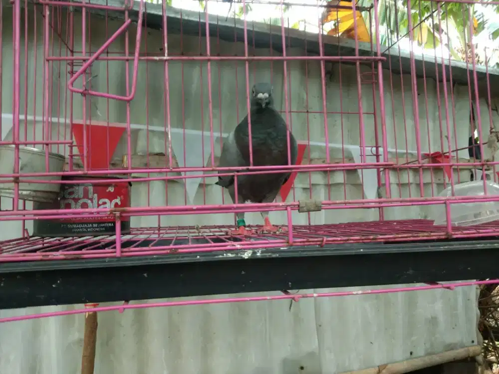 Jual burung dara
