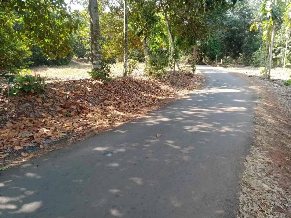 tanah kebun di kalijati pinggir jalan desa 20 menit dari exit tol kalijati