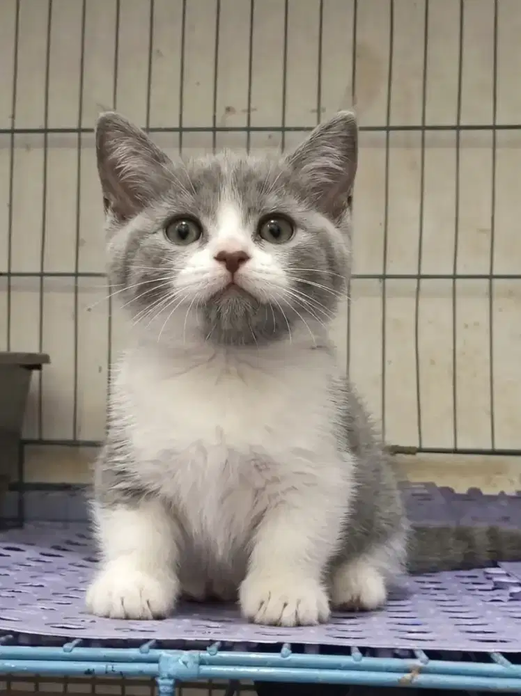 Munchkin Bsh Jantan