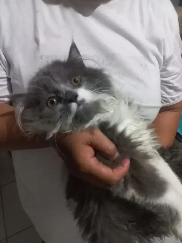 Kucing persia x british long hair