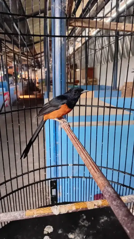 Burung Murai lokal mapan deker