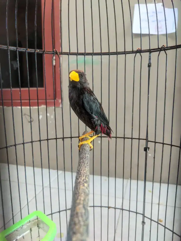 Burung Jalak Reo Reo