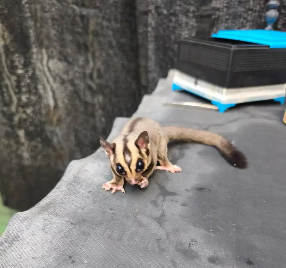 Sugar Glider jantan ringtail sehat SG unik