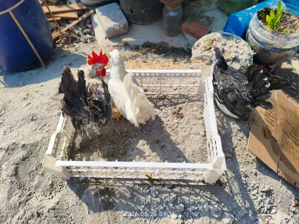 Ayam Kate 3 ekor