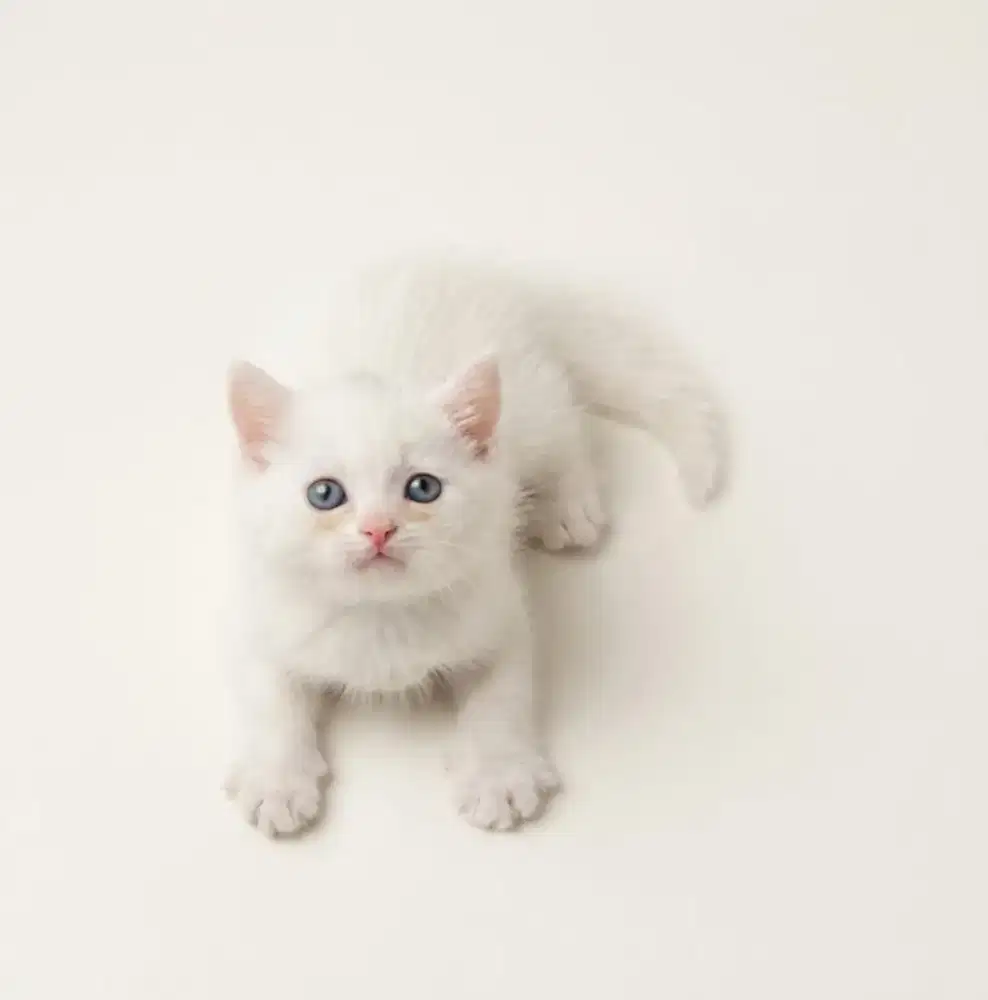 BSH White Female