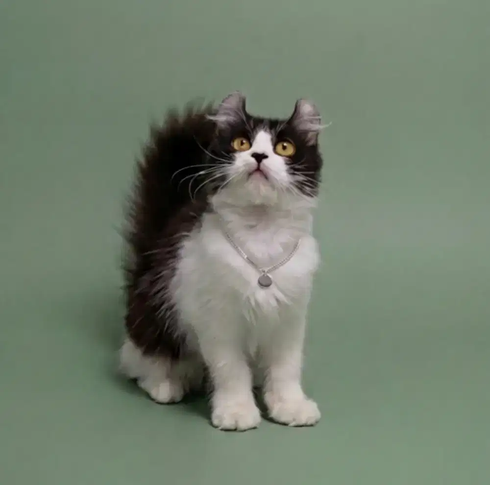 American Curl Tuxedo Female