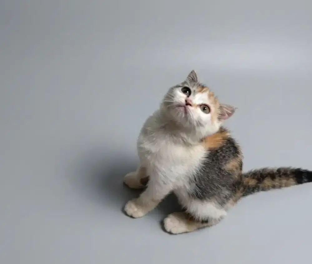 BSH Calico Female