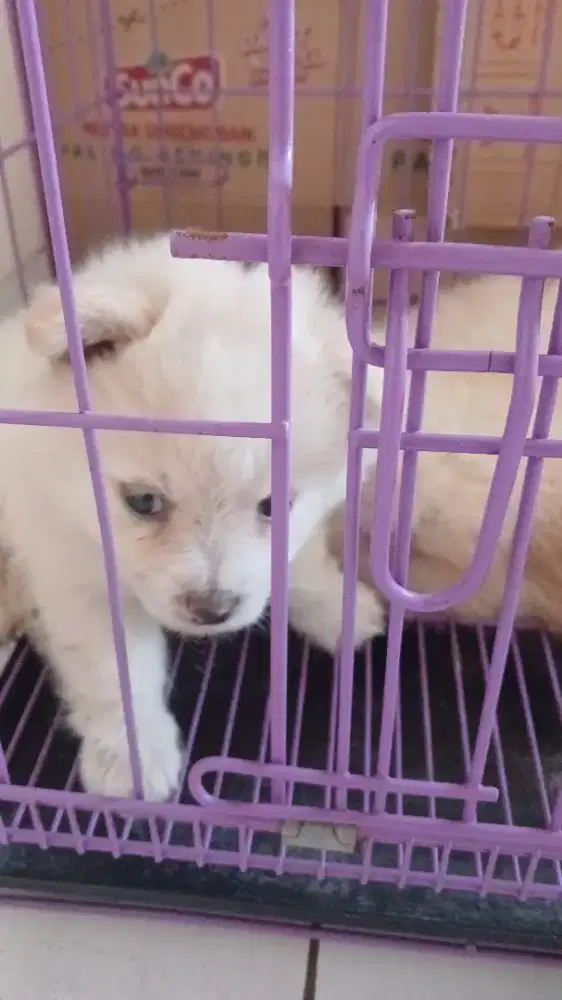 Anak Anjing Jenis Pom