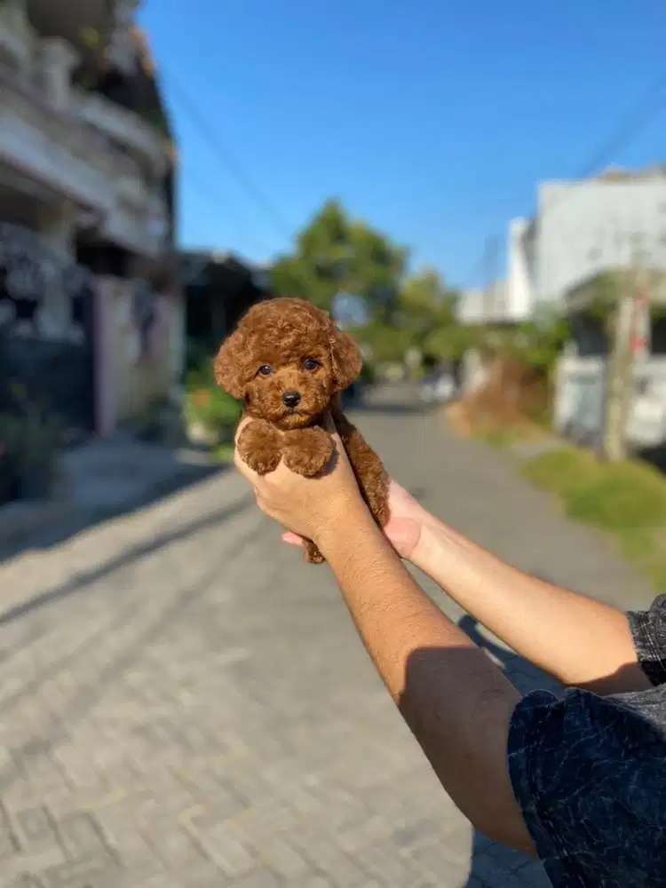 Toy poodle super red jantan