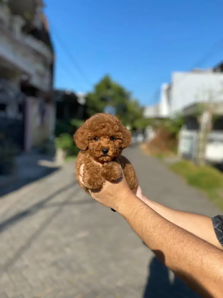 Toy poodle red pekat betina