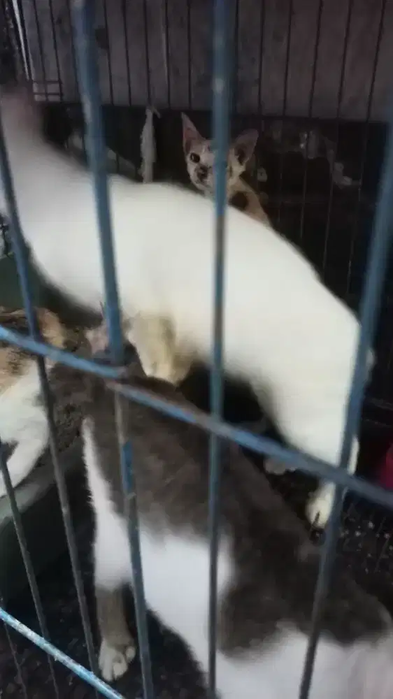 Gratis kucing anggora dll