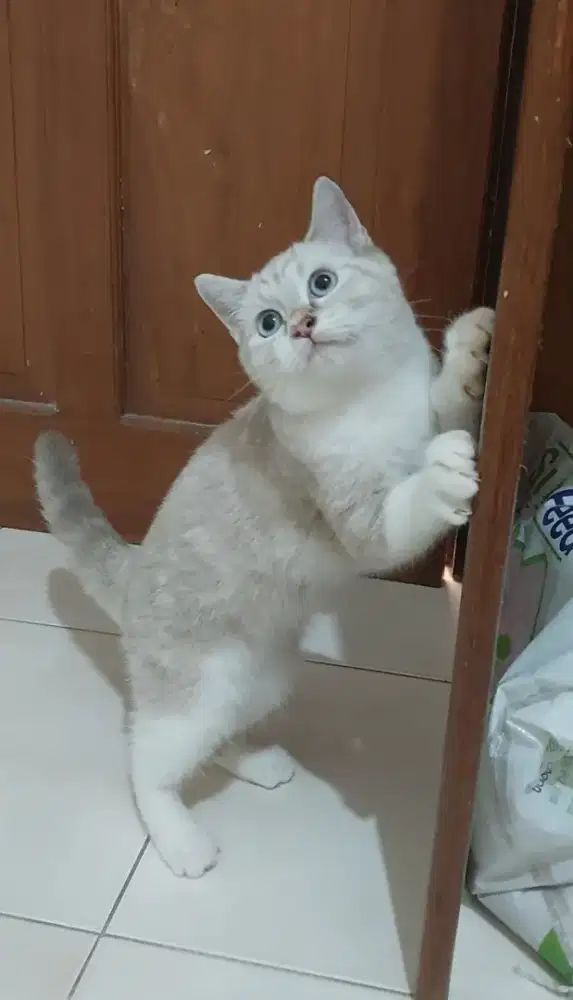 Kucing bsh mix ragdoll kitten british shorthair mix ragdoll