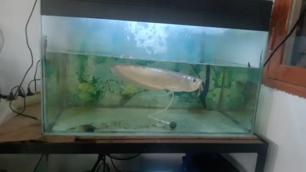 Ikan arwana silver