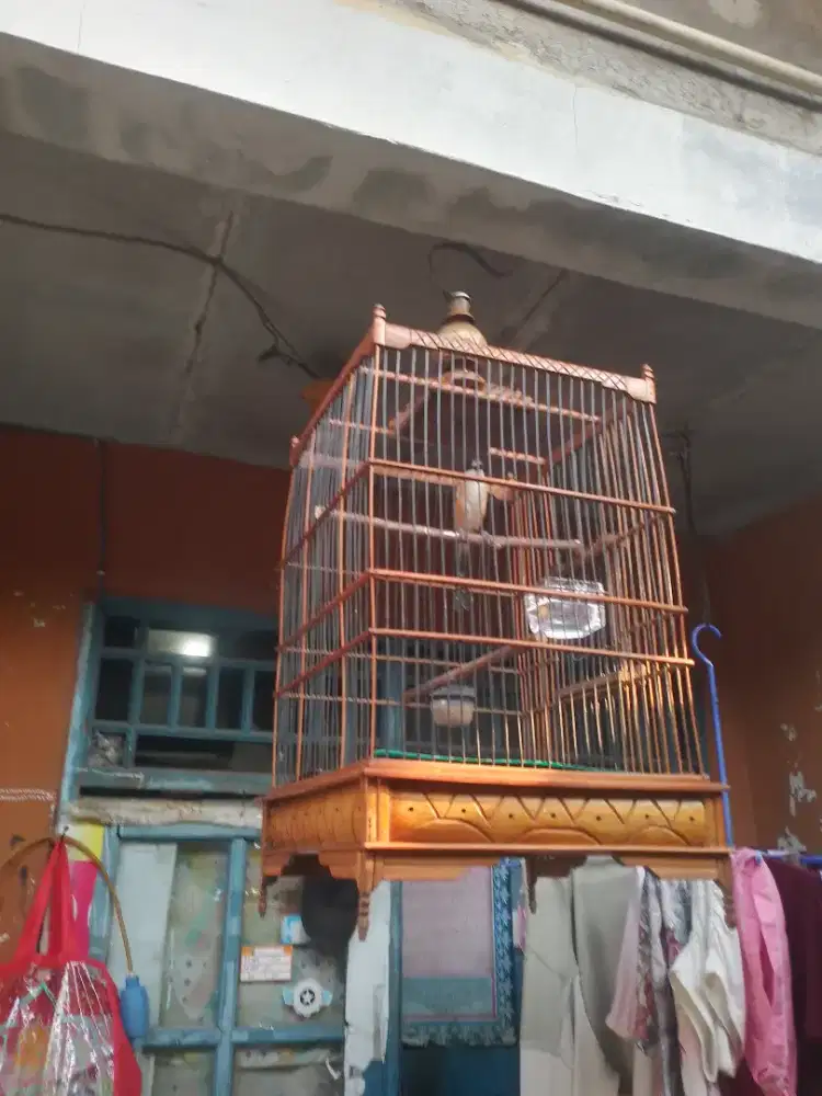 Burung pentet fullset jantan rajin bunyi