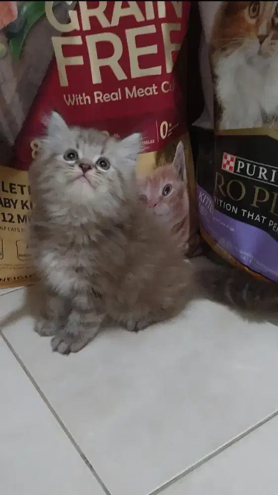 Kitten himalaya mix persia jantan cinnamon marble