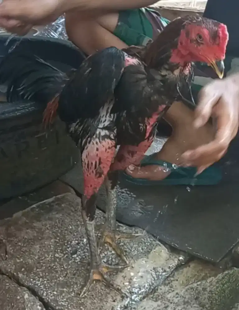Ayam Pakhoy Trah Import Thailand