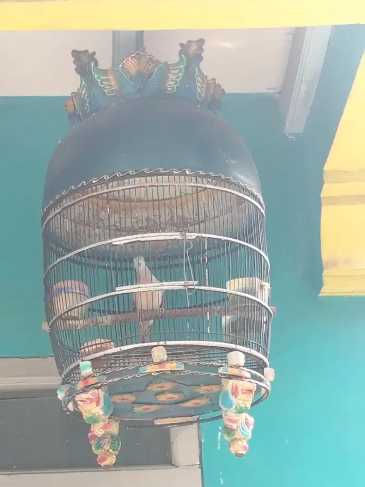 Perkutut Bangkok. Suara besar