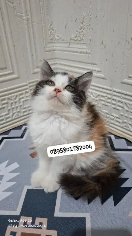 Kucing persia betina/kucing persia flatnose/kitten persia  jantan