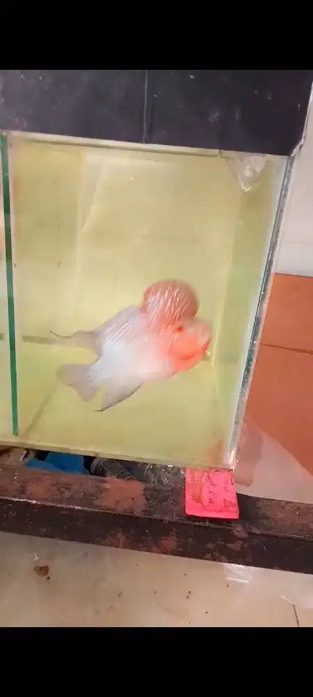 Ikan louhan super jenong UK 4 jari