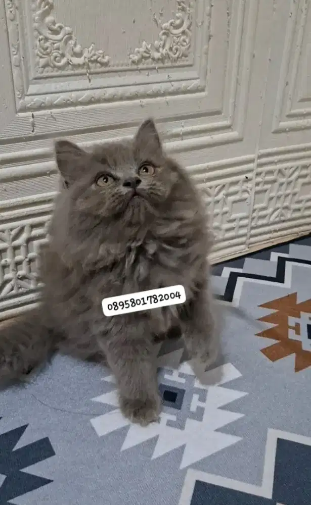 Anak kucing anggora/kitten flatnose betina/kucing persia  betina
