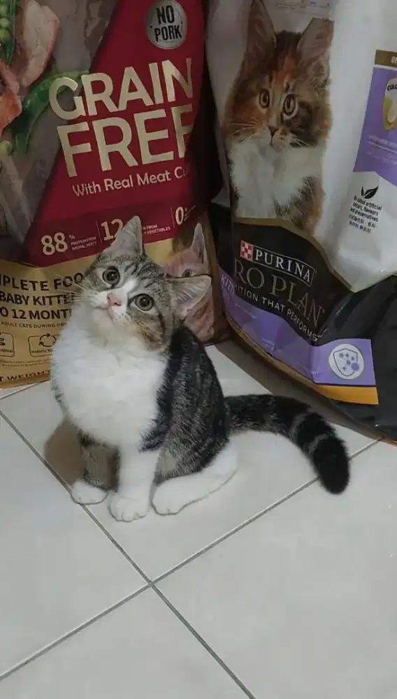 Kucing bsh mix ragdoll kitten british shorthair mix ragdoll