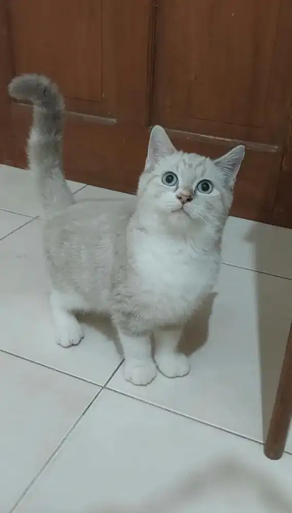 Kucing british shorthair mix ragdoll kitten bsh mix ragdoll