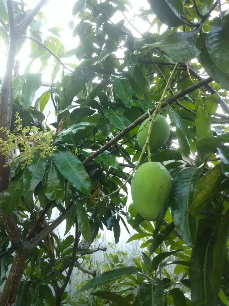 Tanaman buah mangga