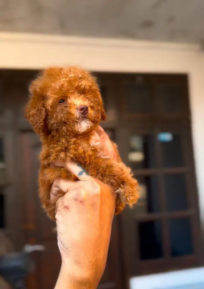 Jual anjing asli tiny poodle