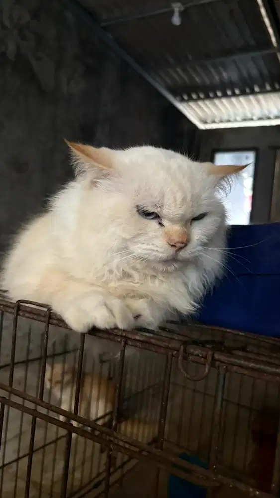 Lepas adop kucing jantan