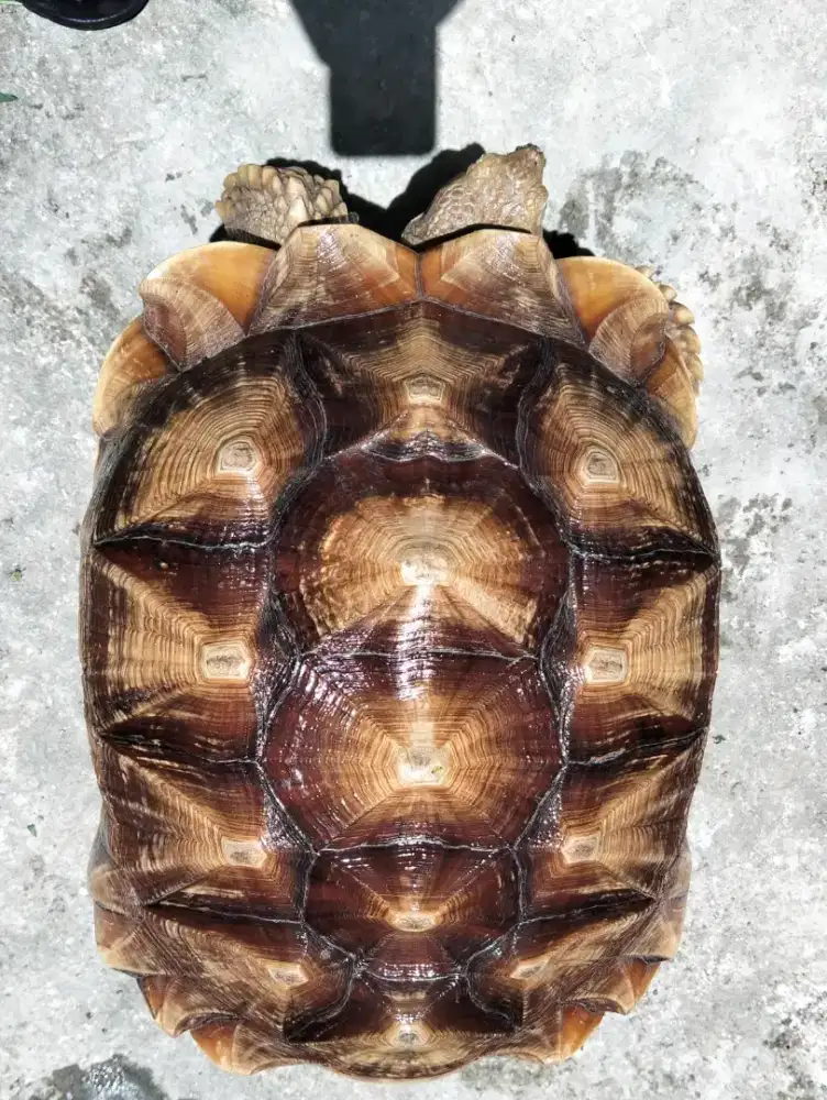 Sulcata Betina Kura kura darat