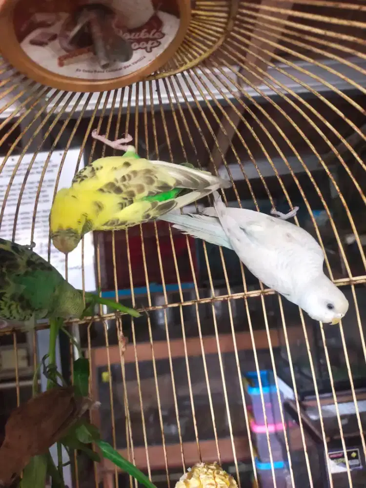Burung parkit  warna warni