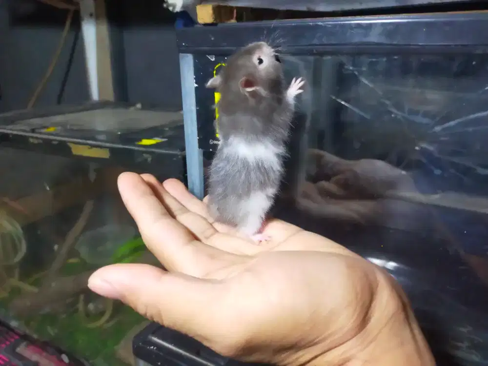 Hamster syrian roan ukuran remaja